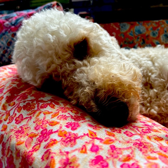 Meet your Posher, Maggie - Picture 1 of 1